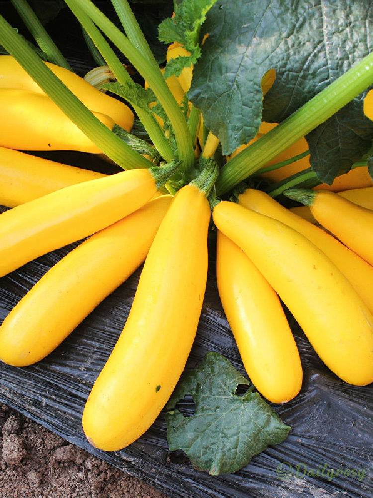 Bananen-Zucchini – Goldene Zucchini🌿Kann zu jeder Jahreszeit gepflanzt werden.