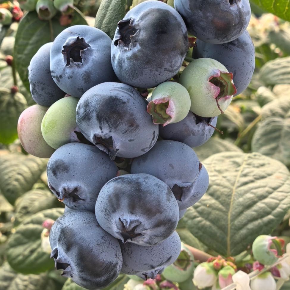 🔥HEISSER VERKAUF 50% RABATT🔥Riesen-Heidelbeersamen (50er-Packung)