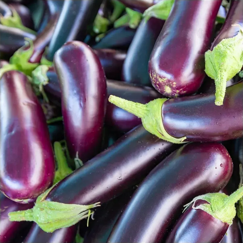 Baklažán Jewel Jet - Solanum melongena - semená baklažánu