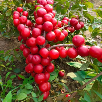 Ruby Calcium Berry Seeds🍒Prunus humilis