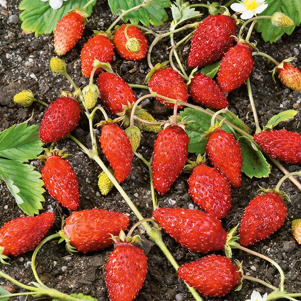 Jahodník alpský Baron von Solemacher - Fragaria vesca - semená jahôd