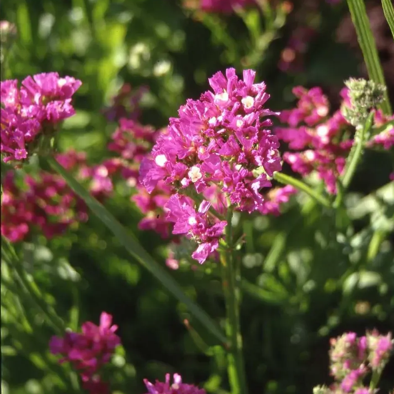 Limonka zohnutá QIS Lavender - Limonium sinuatum - semená limonky