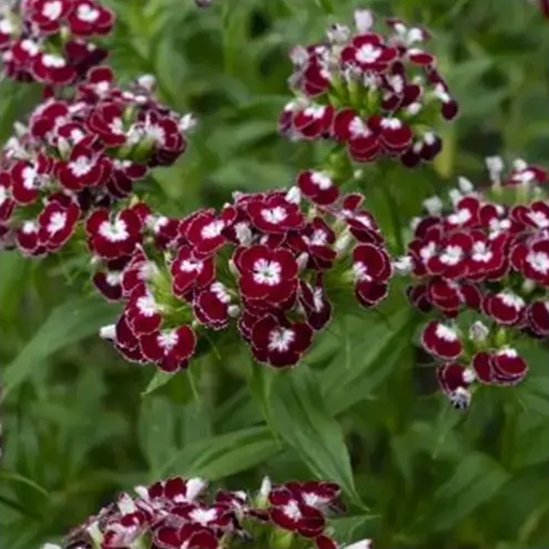 BIO Klinček bradatý Sweet William Chris - Dianthus barbatus - bio semená klinčeka