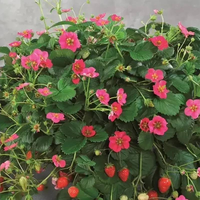 Jahodník stáleplodiaci Toscana F1 - Fragaria ananassa - semena jahodníka