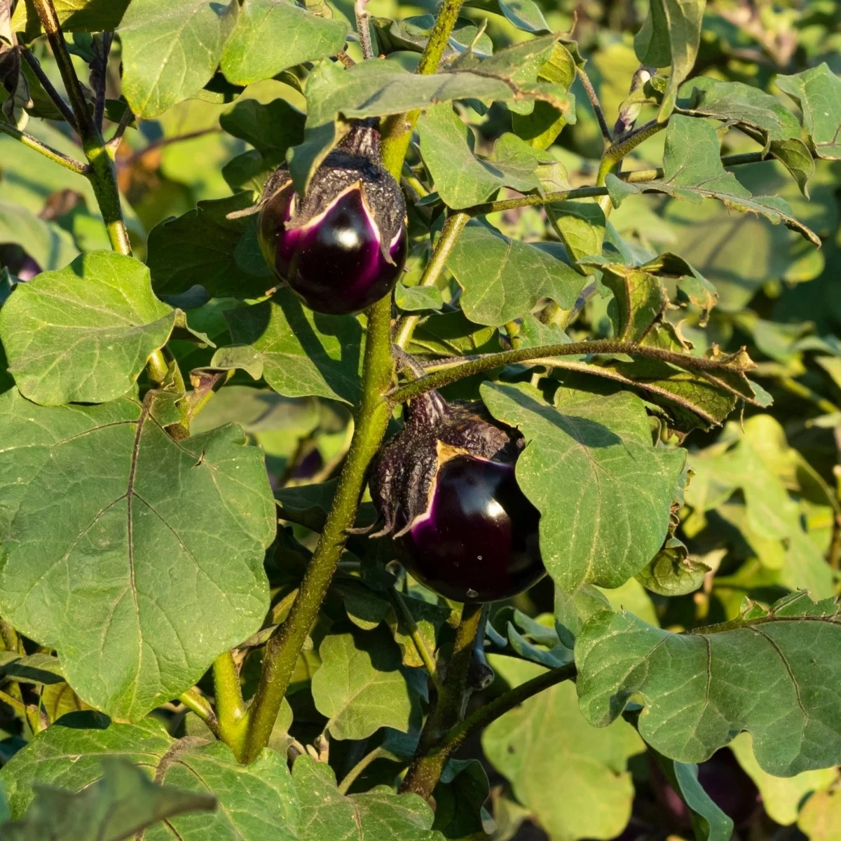 BIO Baklažán Bambino - Solanum melongena - bio semená baklažánu