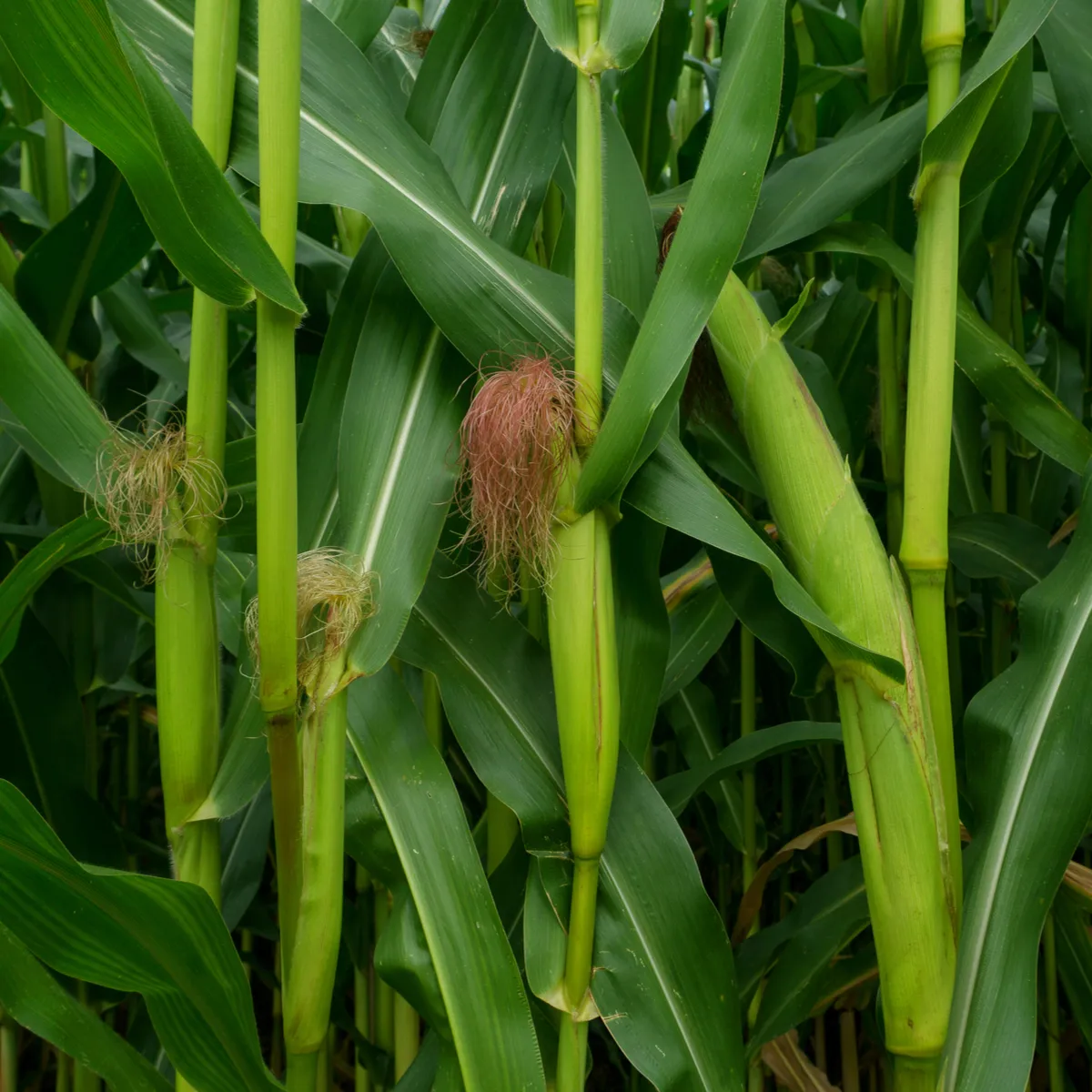 BIO Kukurica pukancová Cinema - Zea mays - semená kukurice