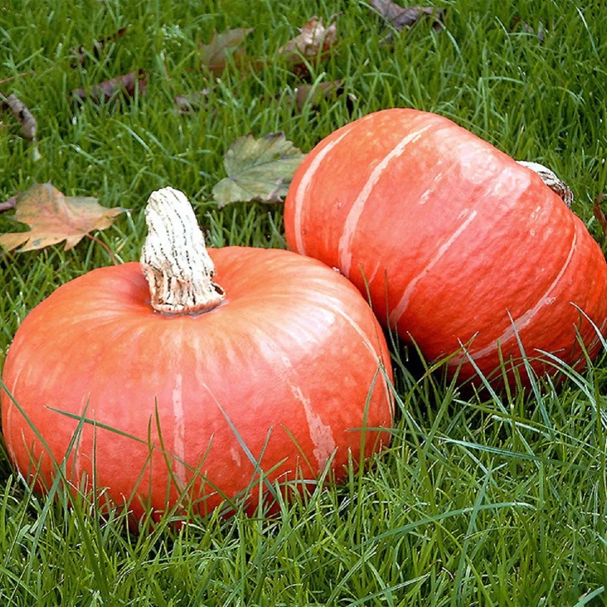 BIO Tekvica Sunshine F1 - Cucurbita maxima - bio semená tekvica