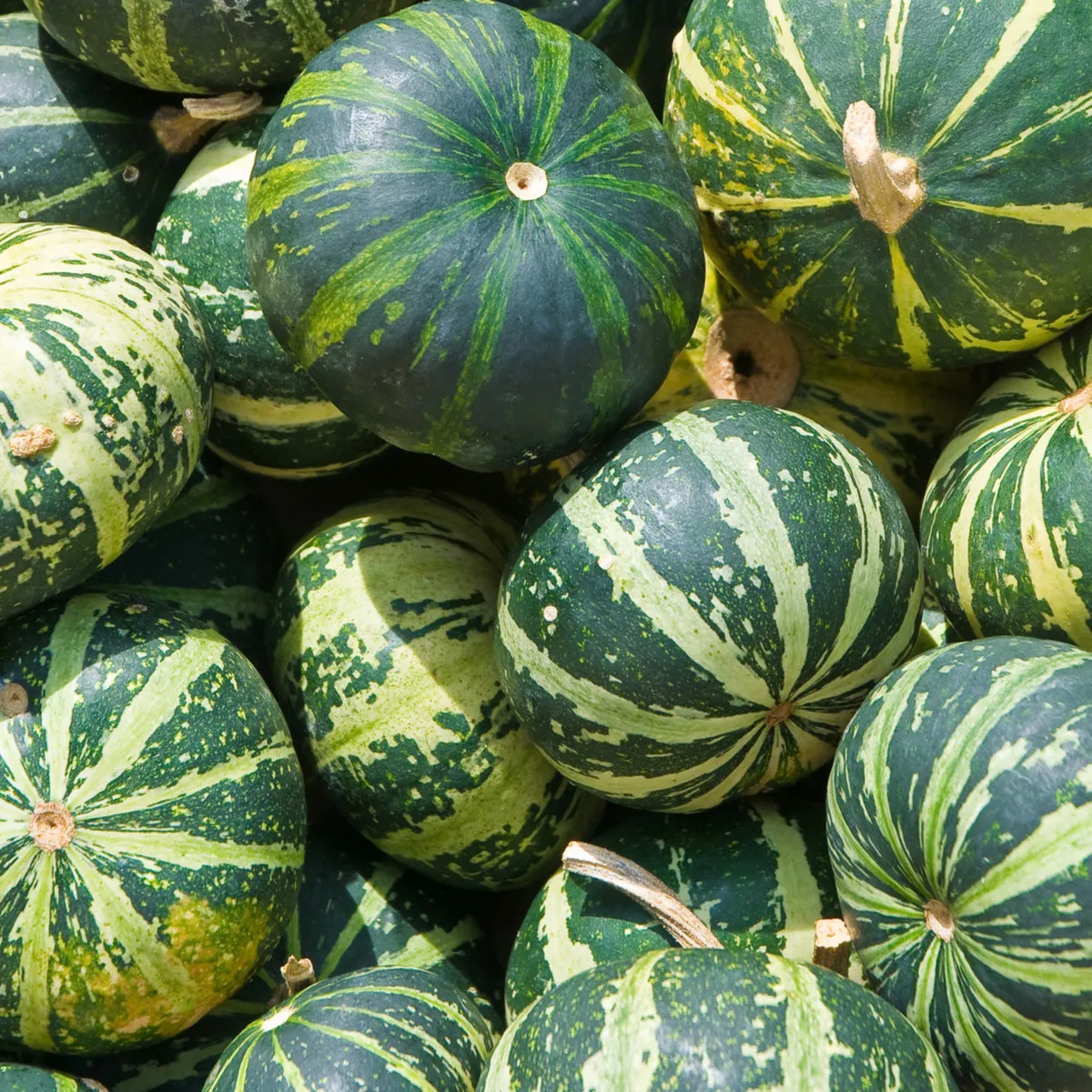 Tekvica byvolia - Cucurbita foetidissima - semená tekvice