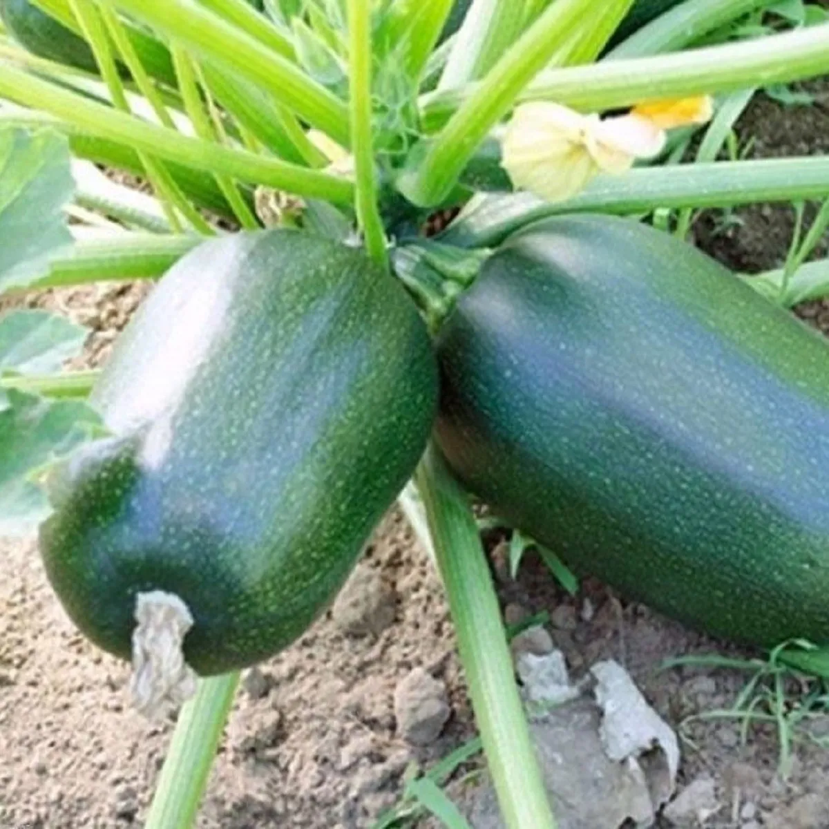 Cuketa Green Griller F1 - Cucurbita pepo - semená cukety