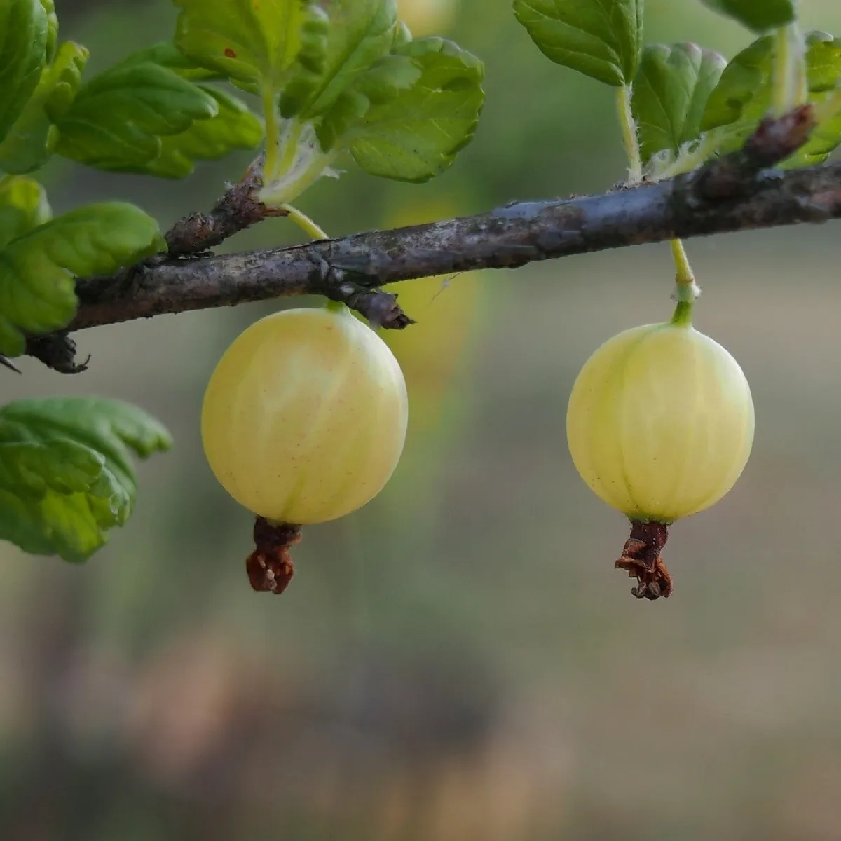 Egreš biely - Ribes uva-crispa - semená egrešov