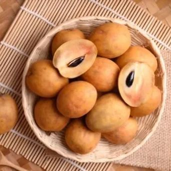 Sapodilla Fruit Seeds