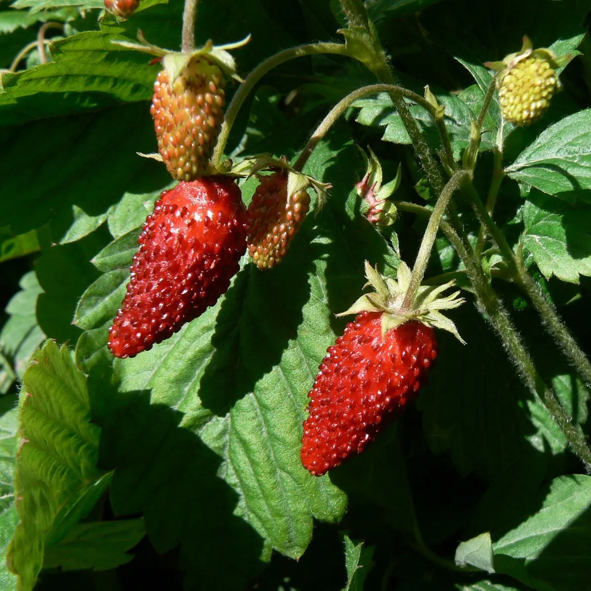 Jahoda Rujana - Fragaria vesca - semená