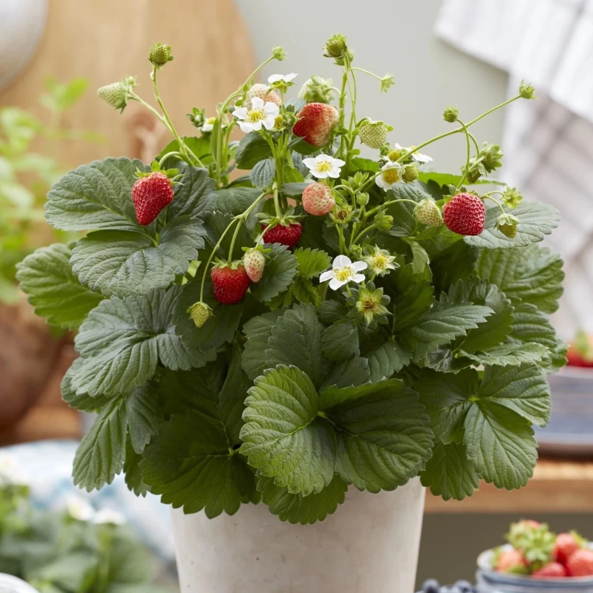 Jahody stáleplodiace Lizzy F1 - Fragaria ananassa - semená jahôd