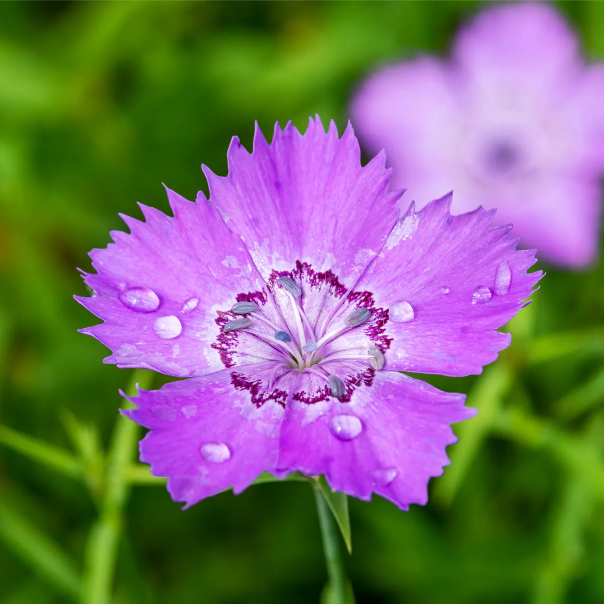 Klinček amurský - Dianthus amurensis - semená klinčeka