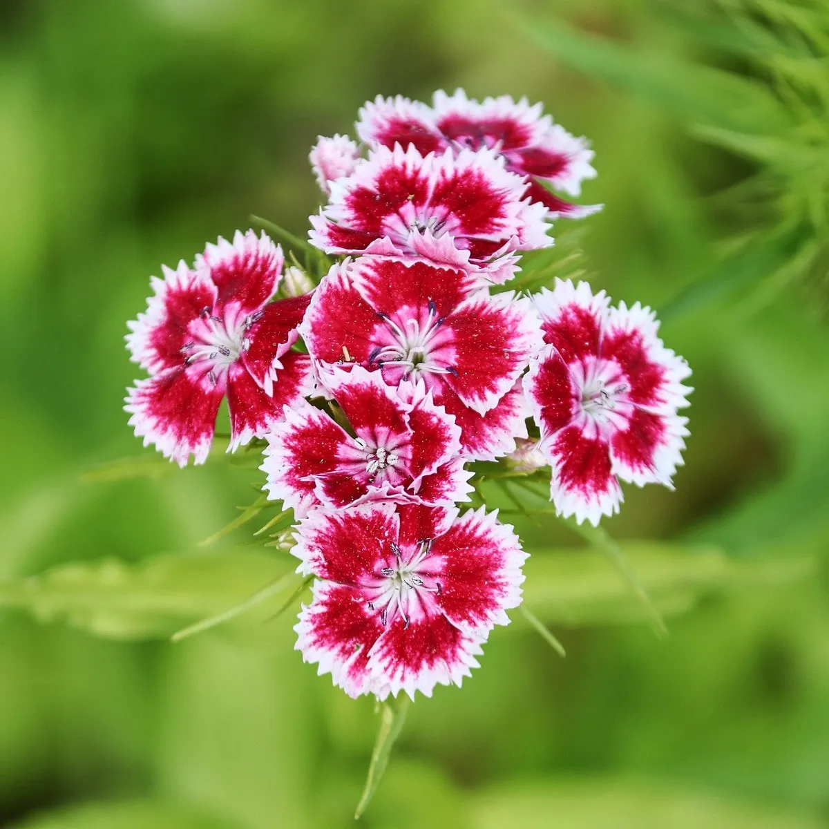 Klinček Super Parfait F1 - Dianthus Super parfum. Raspberry - semená klinčeka
