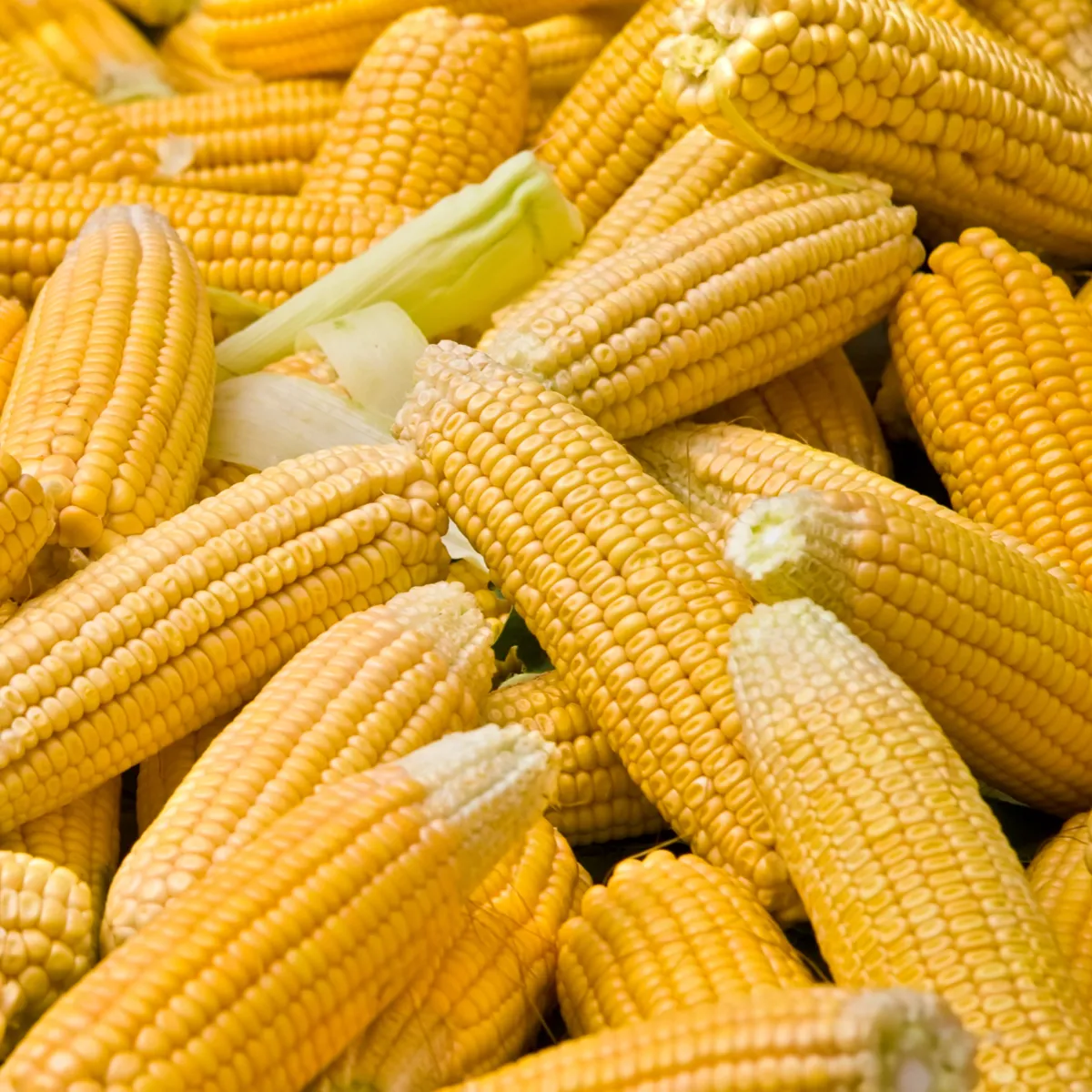 Kukurica cukrová Elan F1 - Zea mays - semená kukurice