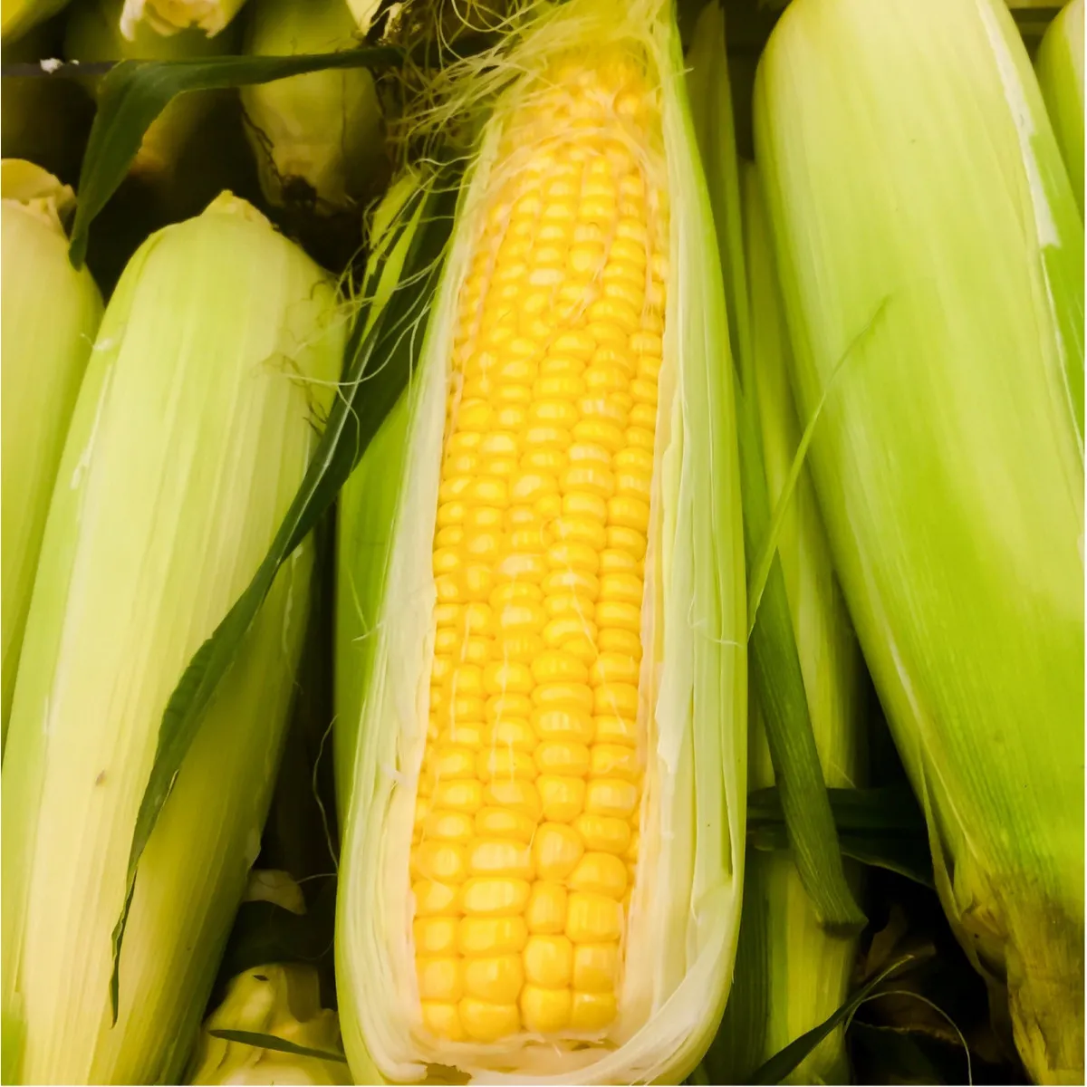 Kukurica cukrová Golden Bantam - Zea Mays - semená kukurice