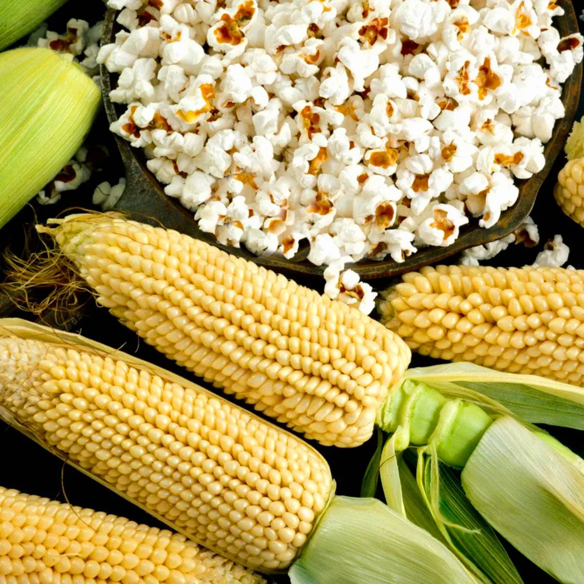 Kukurica Jantár F1 - Zea mays - semená kukurice