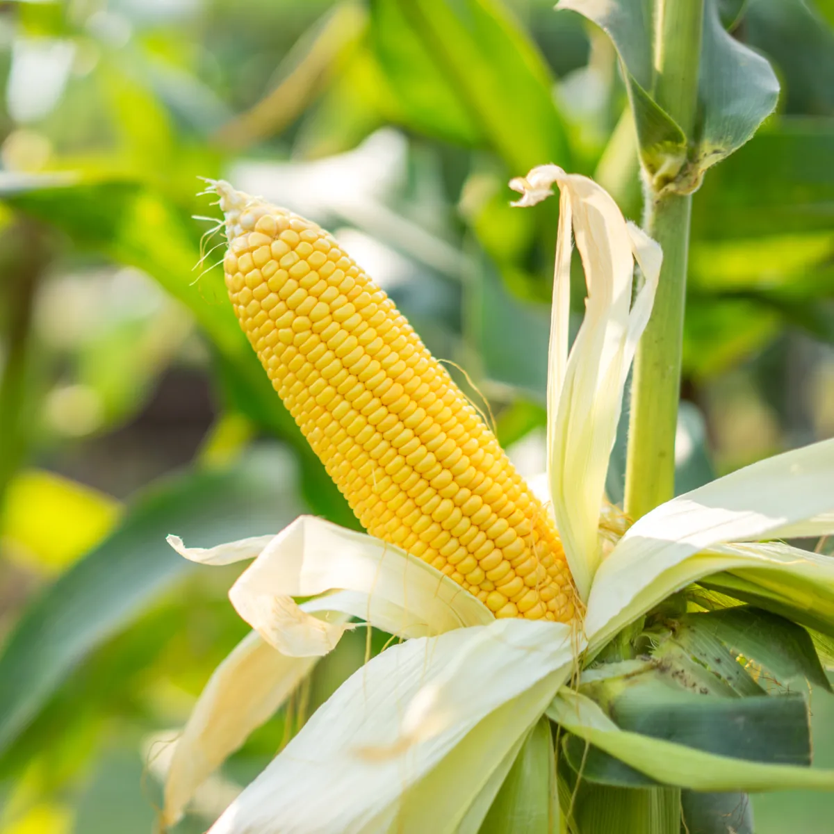 Kukurica Luminox F1 - Zea mays - semená kukurice