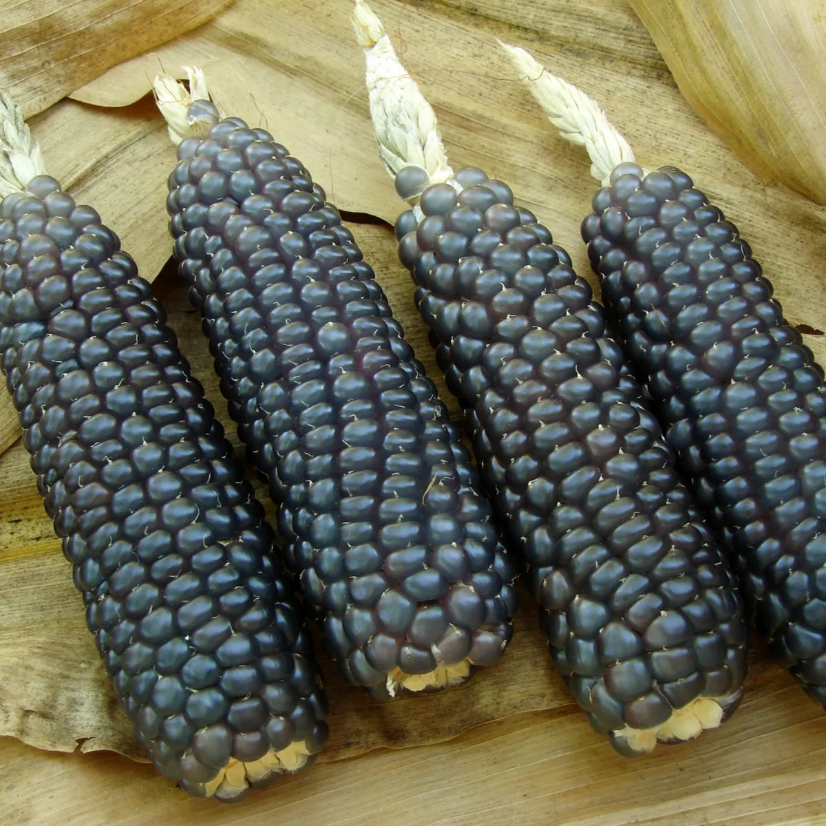 Kukurica Negro Cine - Zea mays - semená kukurice