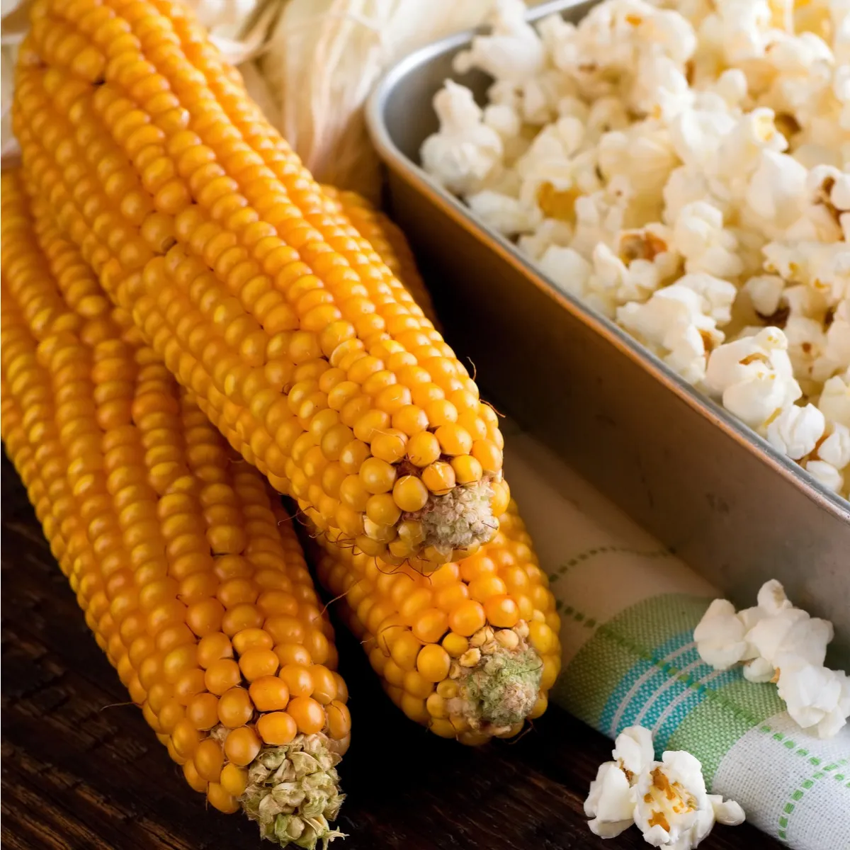 Kukurica pukancová Nana - Zea mays - semená kukurice