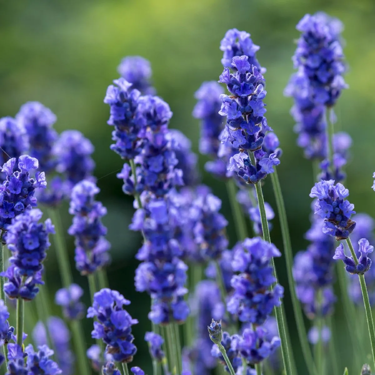 Levanduľa lekárska Provence Blue - Lavandula angustifolia - semená levandule