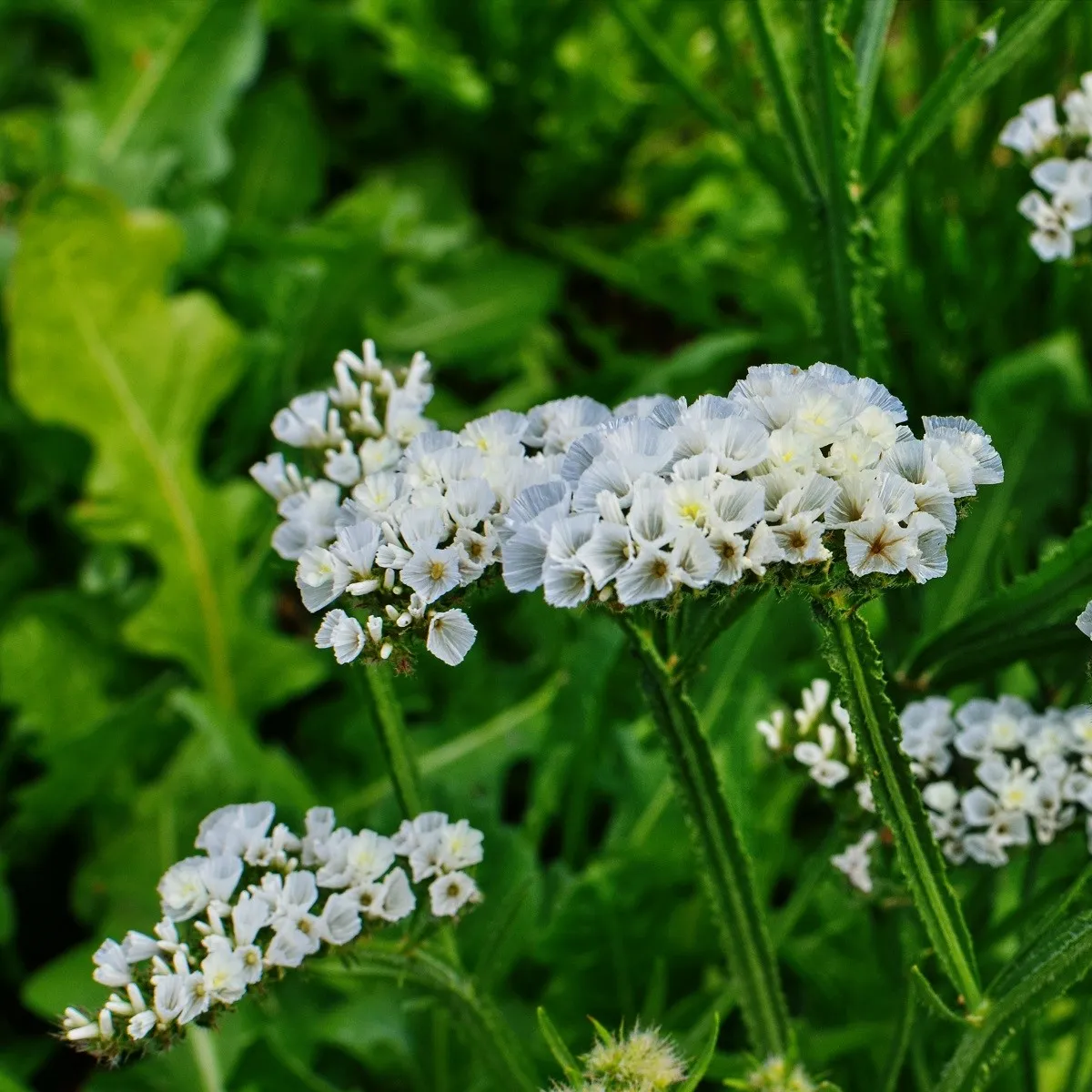 Limonka zohnutá biela - Limonium sinuatum - semená limonky
