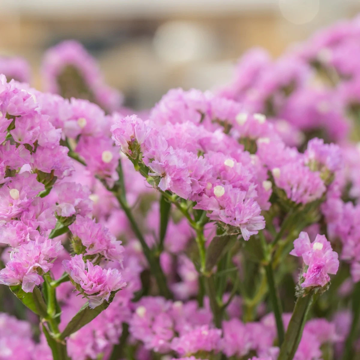 Limonka zohnutá Hipster Rose - Limonium sinuatum - semená limonky