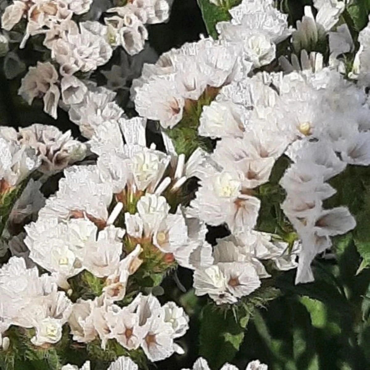 Limonka zohnutá Hipster White - Limónium sinuatum - semená limonky