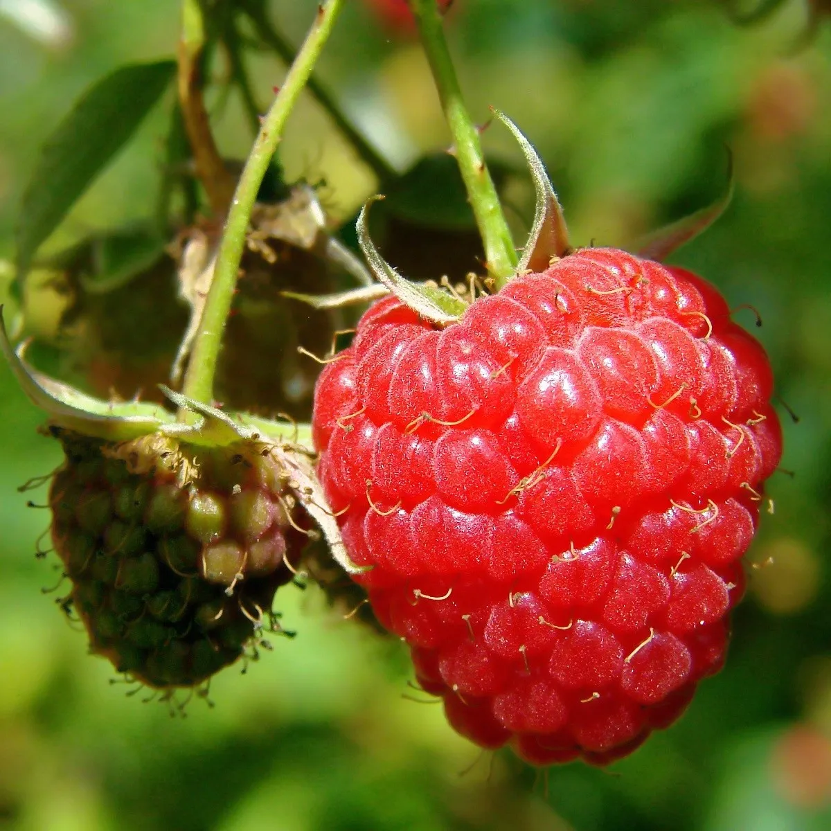 Maliník - Rubus idaeus - semená maliníka