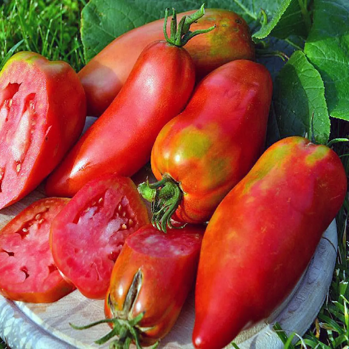 Paradajka Andenhorn Andine Cornue - Solanum lycopersicum - semená paradajky