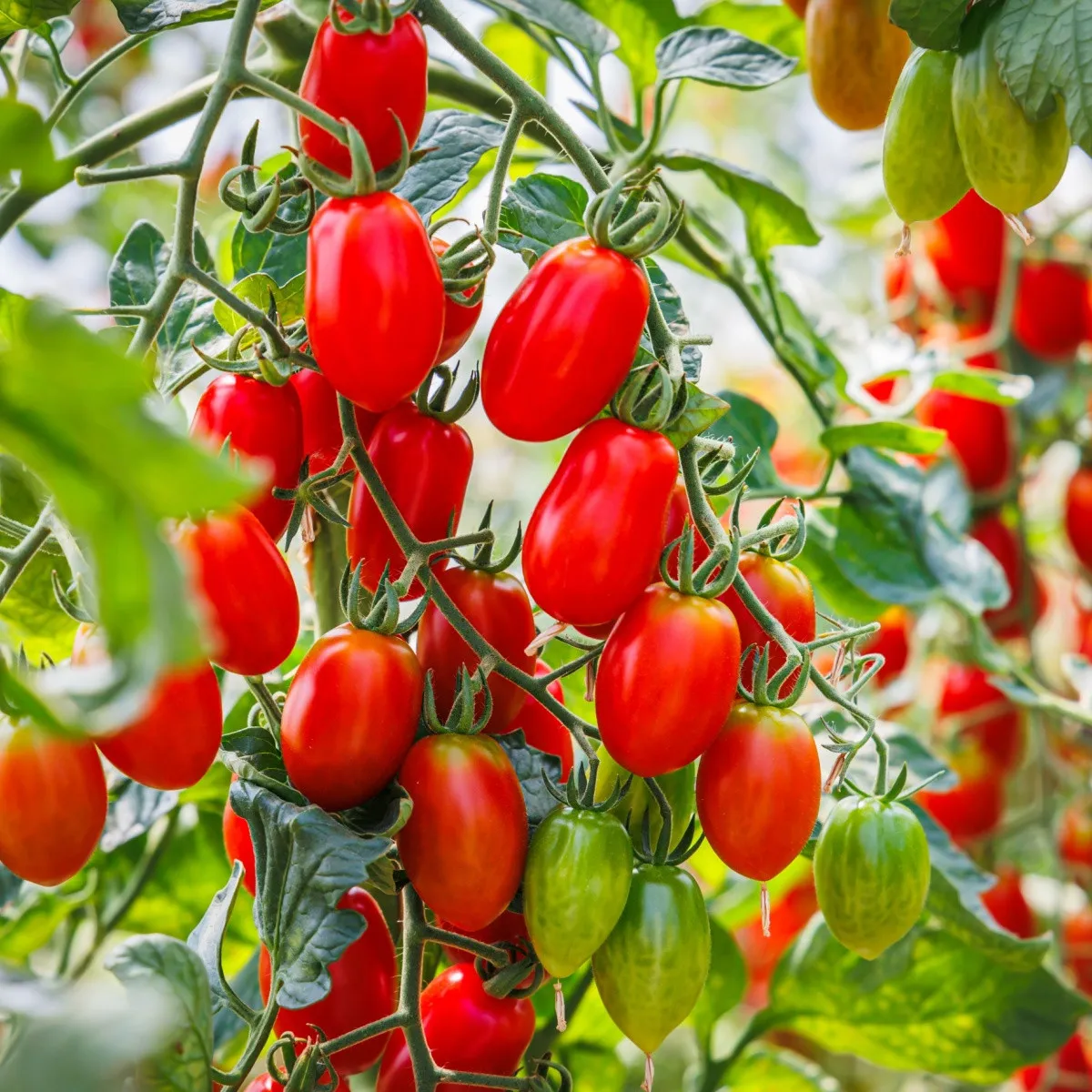 Paradajka Roma - Solanum lycopersicum - semená paradajky