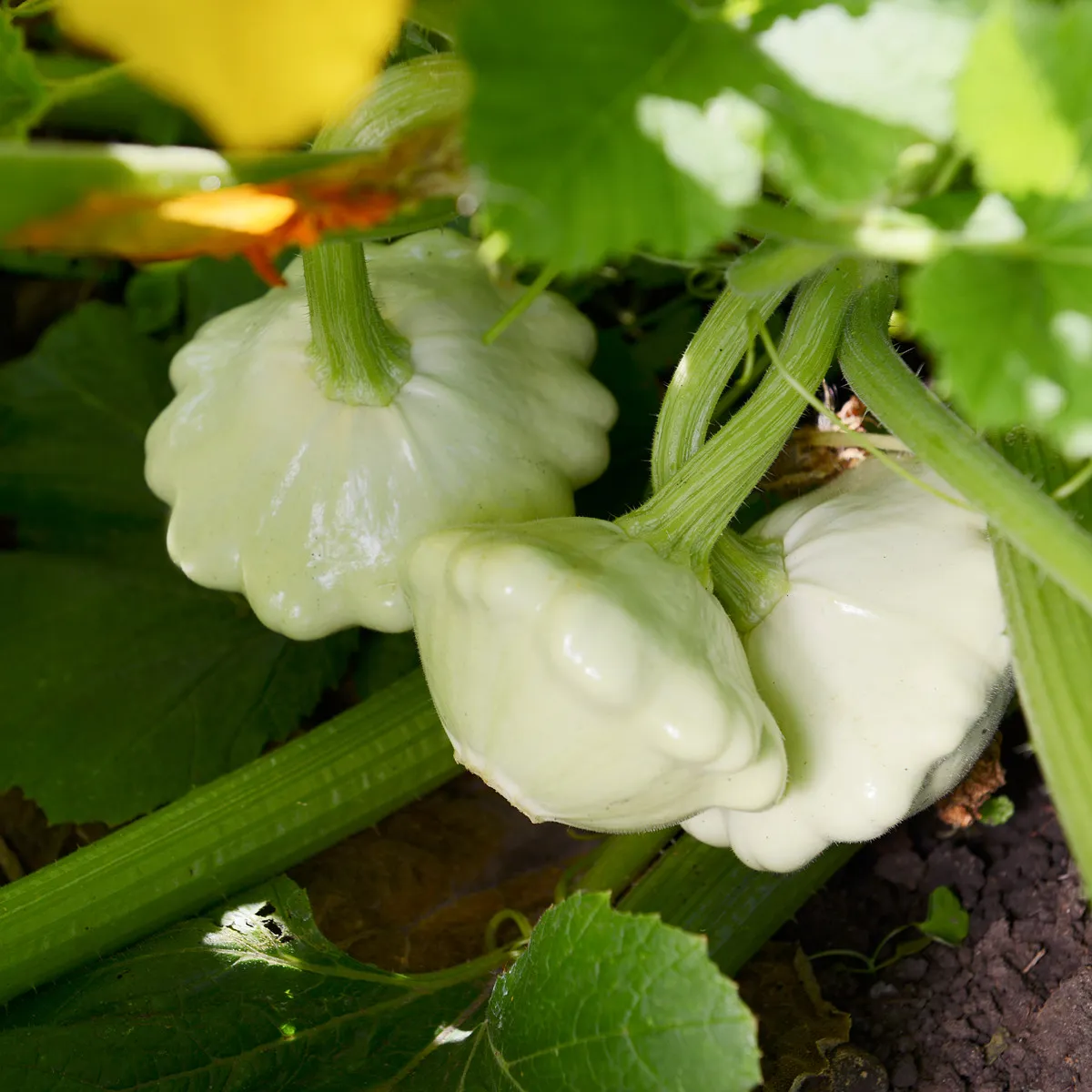 Patizón Custard White - Cucurbita pepo - semená patizónu