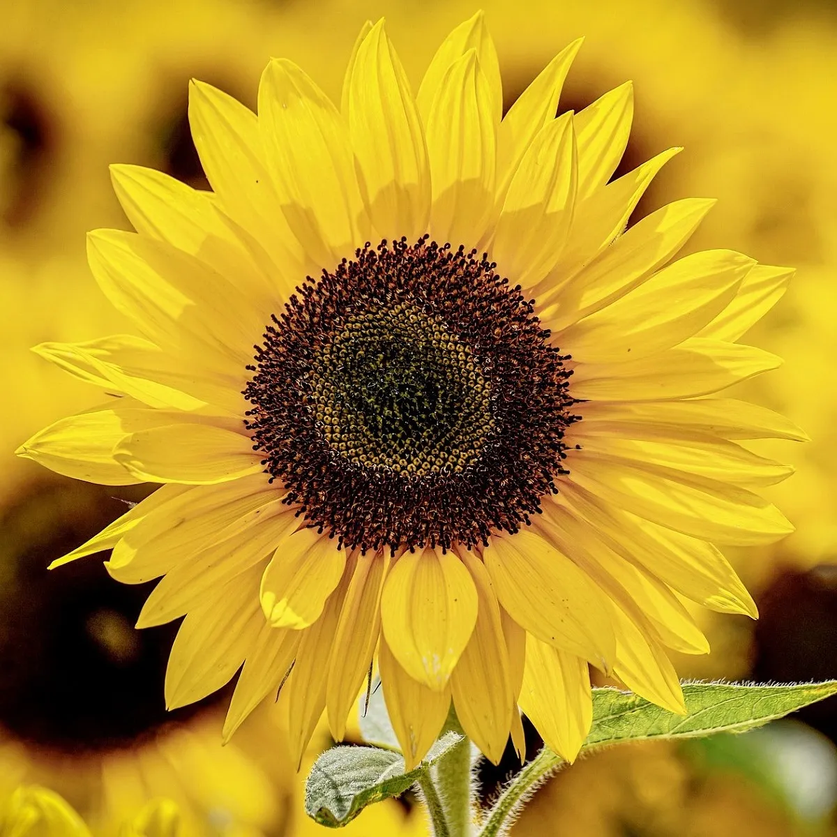 Slnečnica Sunspot - Helianthus annuus - semená slnečnice