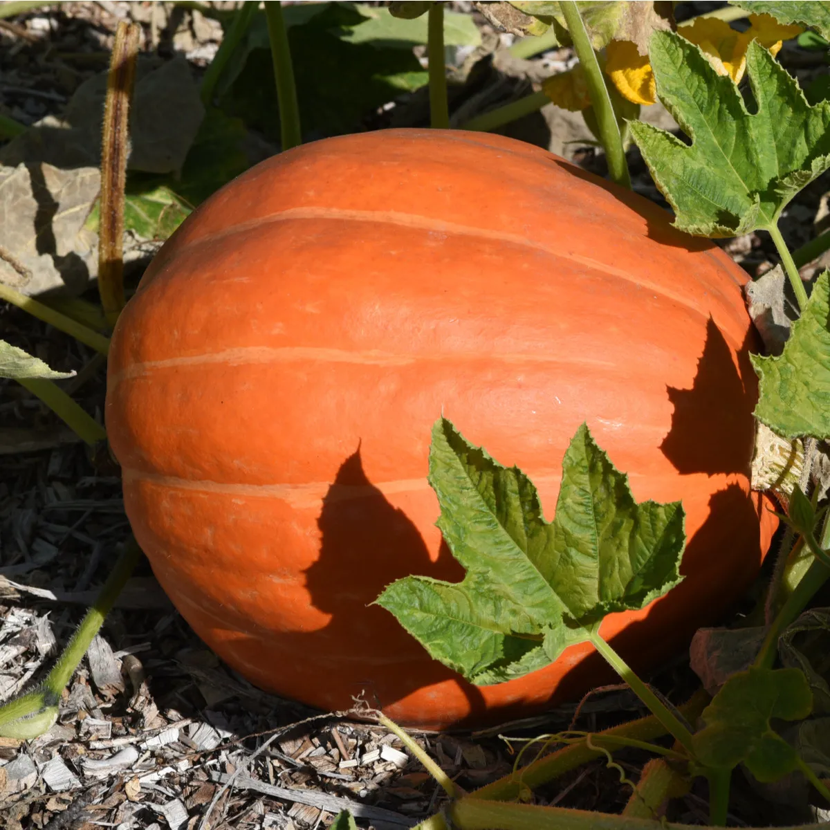 Tekvica Golden Delicious - Cucurbita maxima - semená tekvice