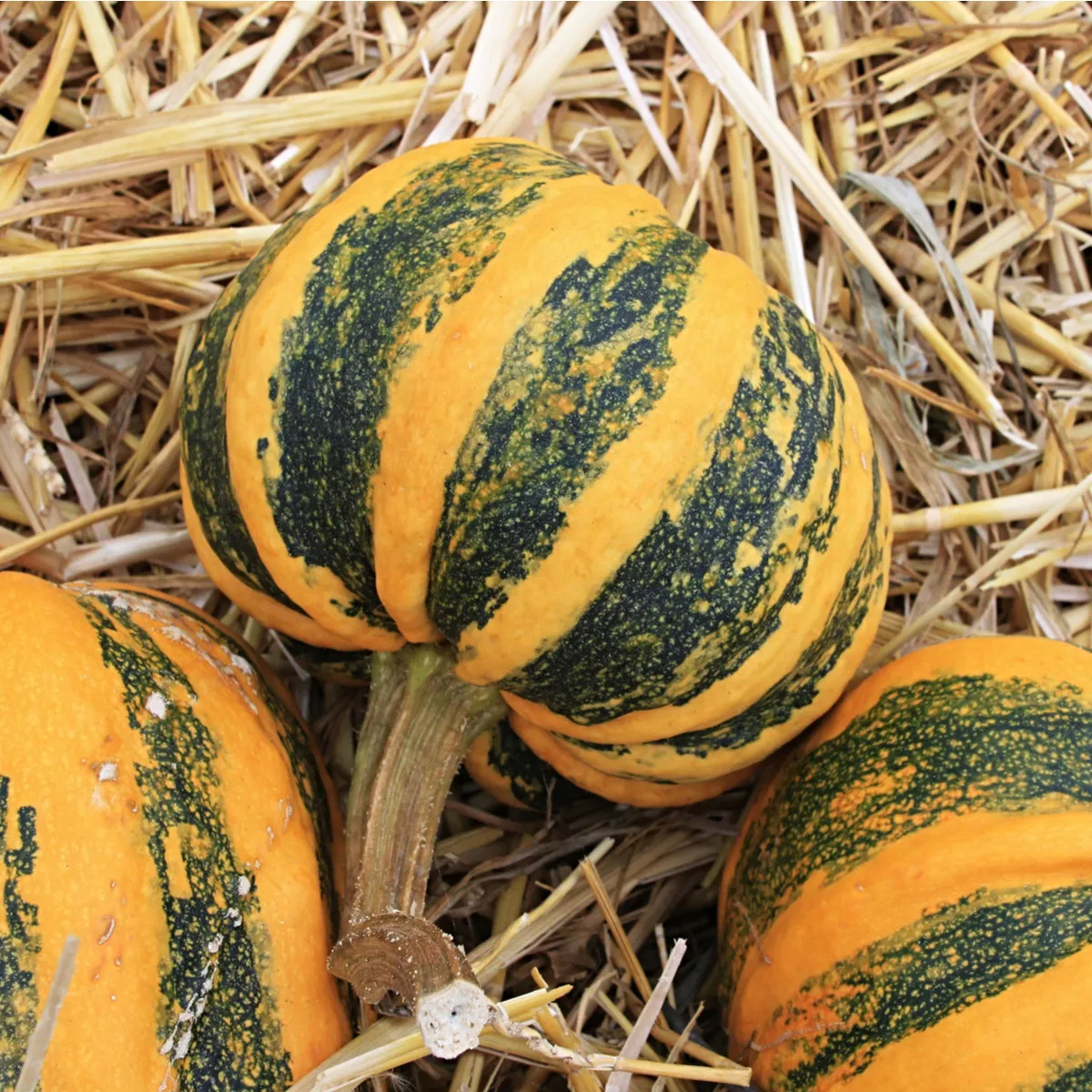 Tekvica okrasná Kamo Kamo - Cucurbita pepo - semená tekvice