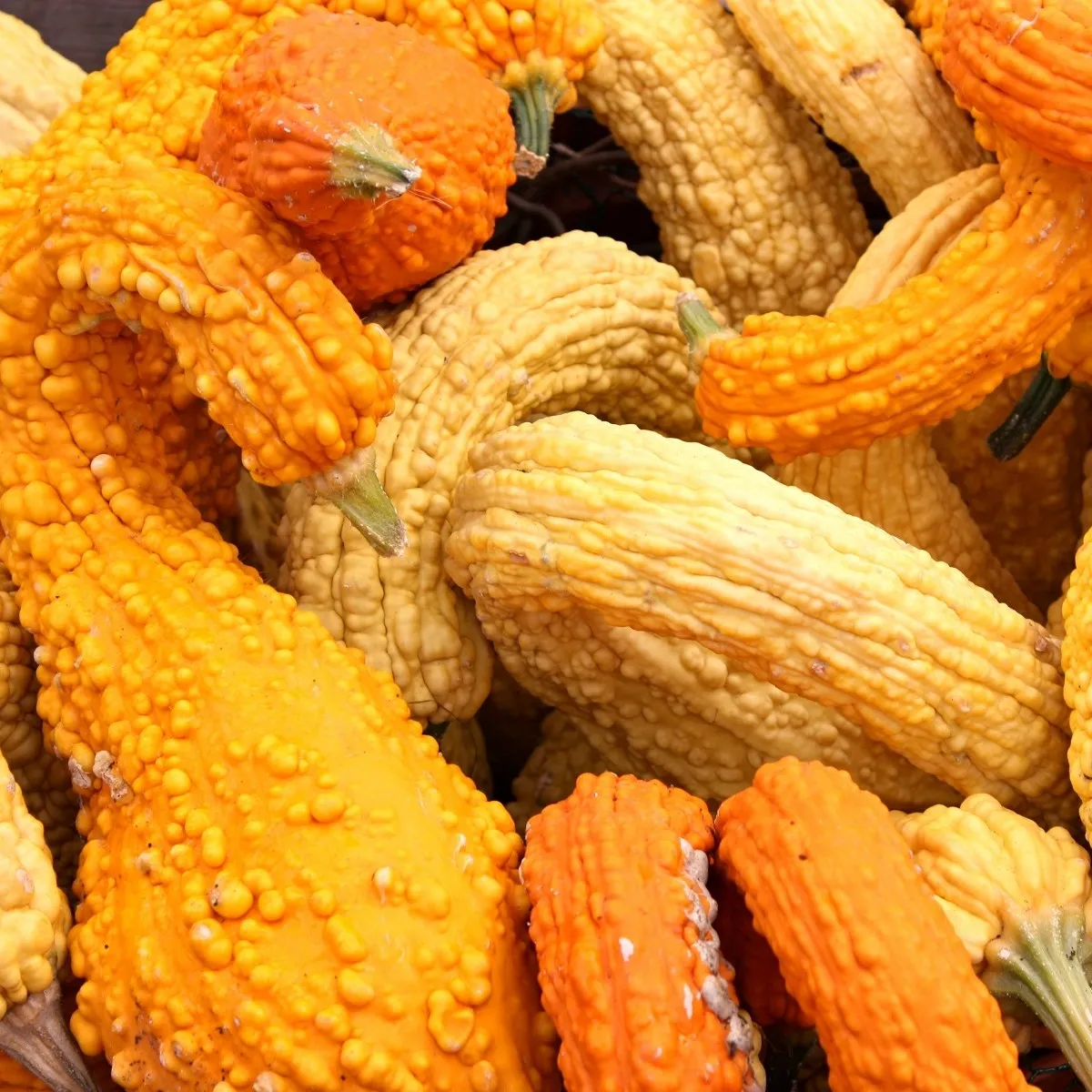 Tekvica okrasná Yellow Crookneck - Cucurbita pepo - semená tekvice