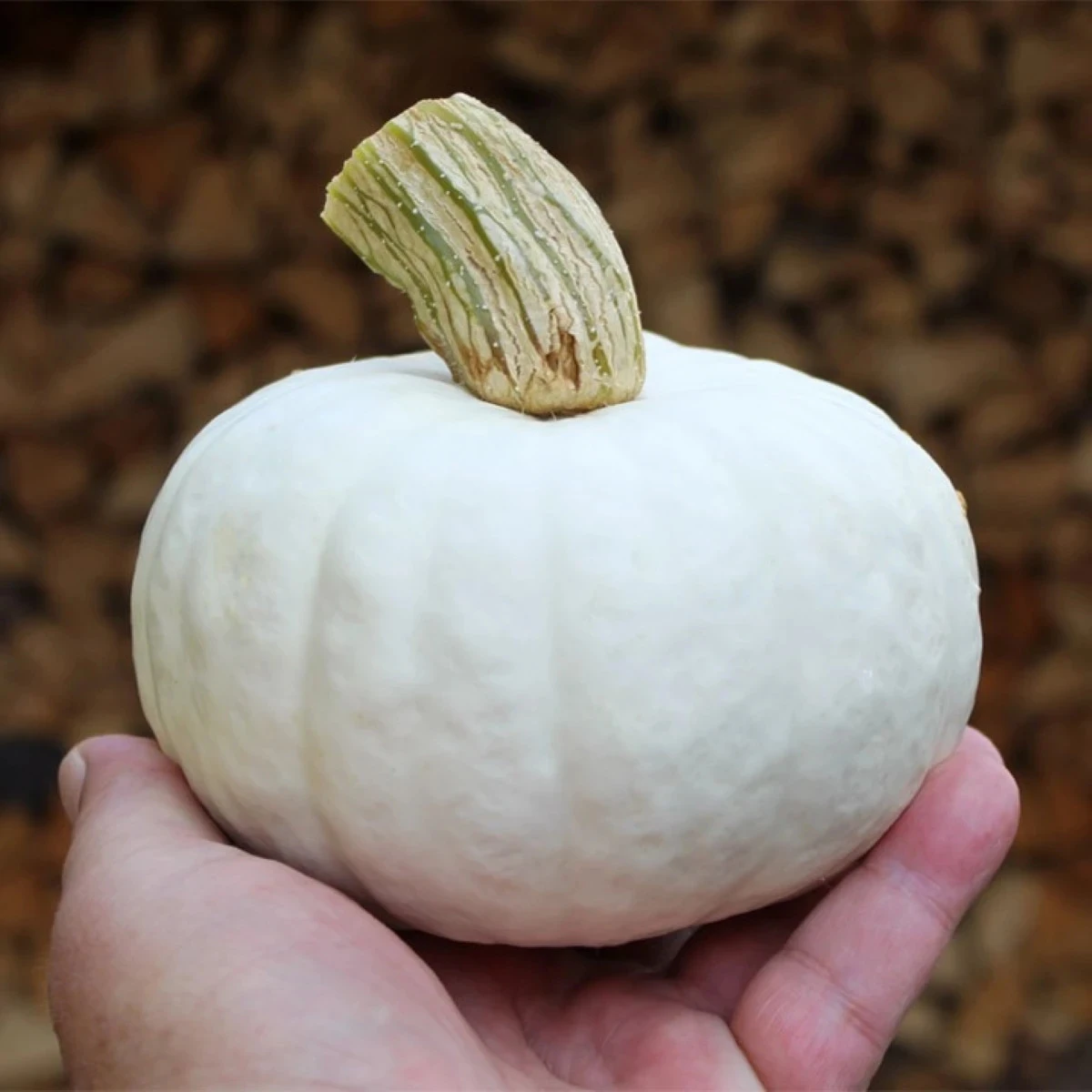 Tekvica White Lamp F1 - Cucurbita pepo - semená tekvice