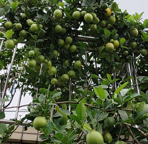 🍈 Λιμέτα – αρωματικά εσπεριδοειδή για καλλιέργεια στο σπίτι