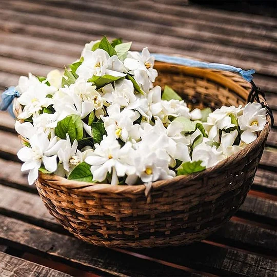 LAST DAY Promotion 49% OFF 🌸Beautiful Jasmine Potted Plant (Can be planted in winter)🌸