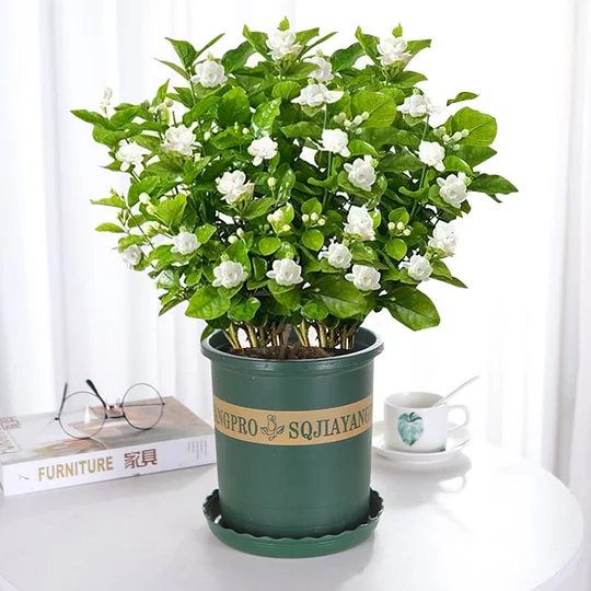 LAST DAY Promotion 49% OFF 🌸Beautiful Jasmine Potted Plant (Can be planted in winter)🌸