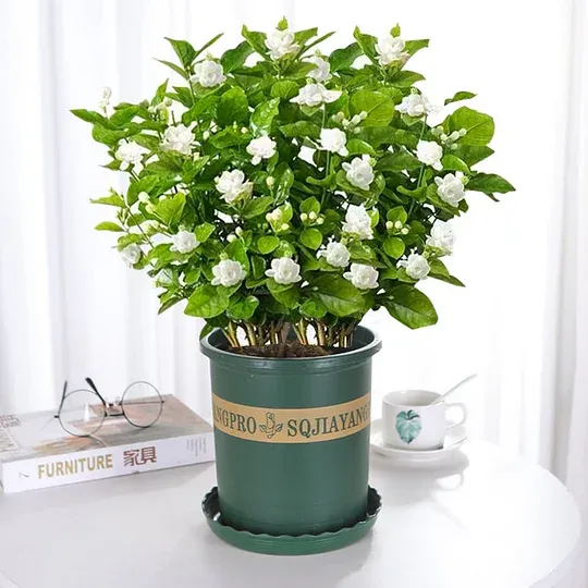 LAST DAY Promotion 49% OFF 🌸Beautiful Jasmine Potted Plant (Can be planted in winter)🌸