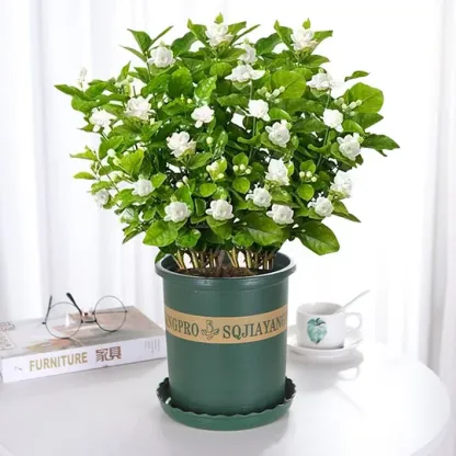 LAST DAY Promotion 49% OFF 🌸Beautiful Jasmine Potted Plant (Can be planted in winter)🌸