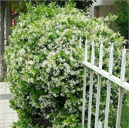 LAST DAY Promotion 49% OFF 🌸Beautiful Jasmine Potted Plant (Can be planted in winter)🌸