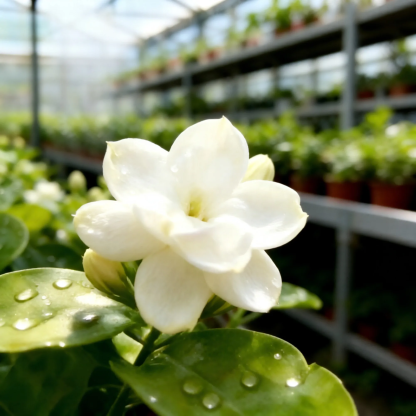 LAST DAY Promotion 49% OFF 🌸Beautiful Jasmine Potted Plant (Can be planted in winter)🌸
