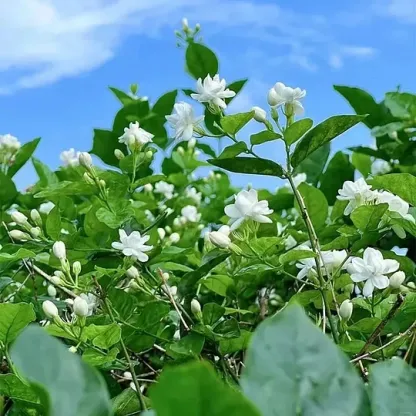 LAST DAY Promotion 49% OFF 🌸Beautiful Jasmine Potted Plant (Can be planted in winter)🌸