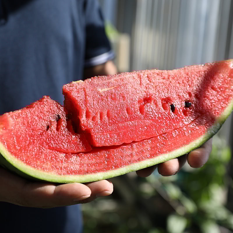 🔥Τελευταία ημέρα εκπτώσεων🍉Σπόροι καρπουζιού από το Τεμπέλης Άνθρωπος🍉