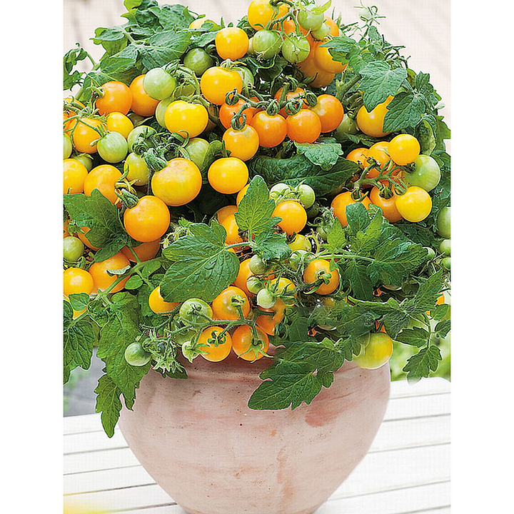 🍅🍅Květináčová semena zkrácených rajčat