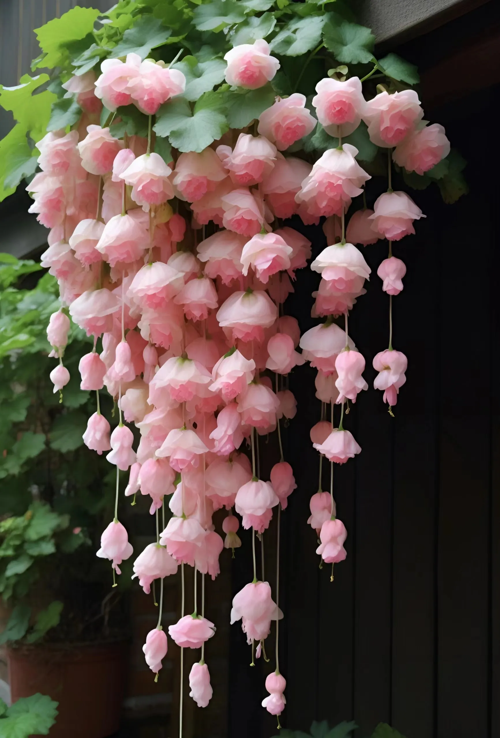 Begonia flower Seeds