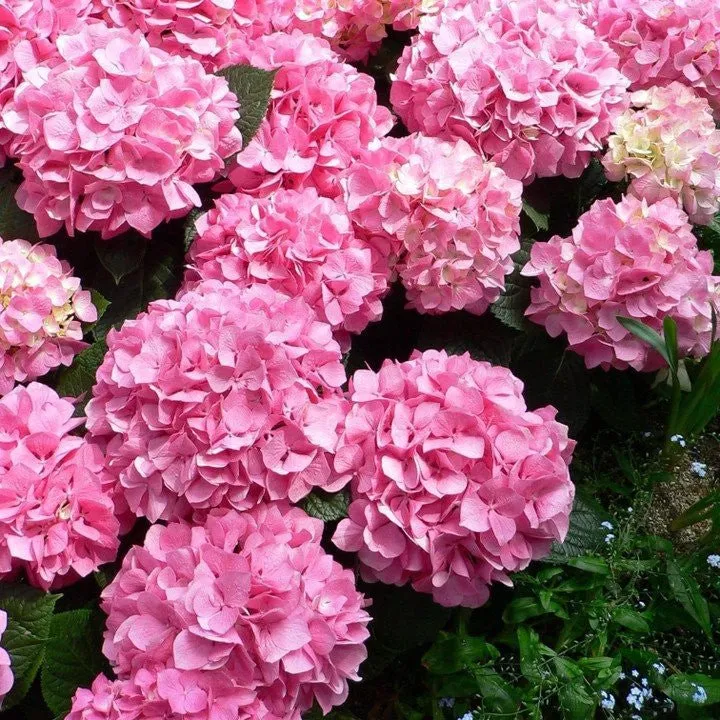 🌷Семена на многогодишна градинска хортензия